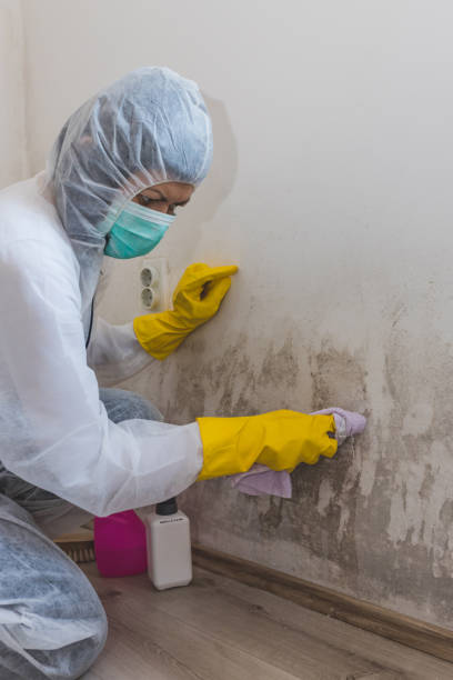 Best Mold Prevention Services  in Grove City, OH