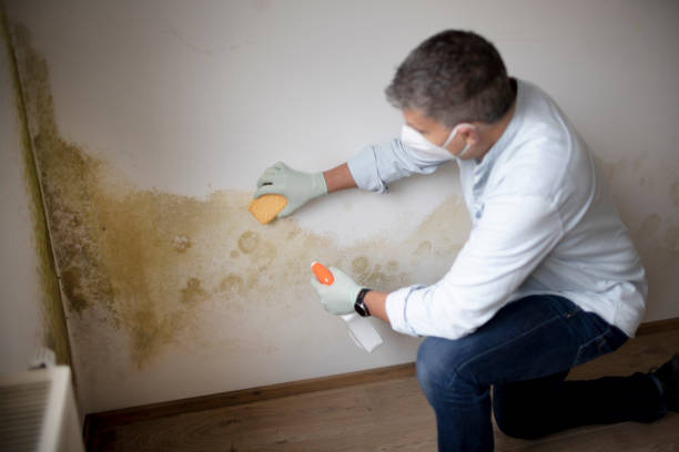 Best Commercial Mold Inspection  in Grove City, OH