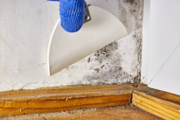 Best Emergency Mold Remediation  in Grove City, OH